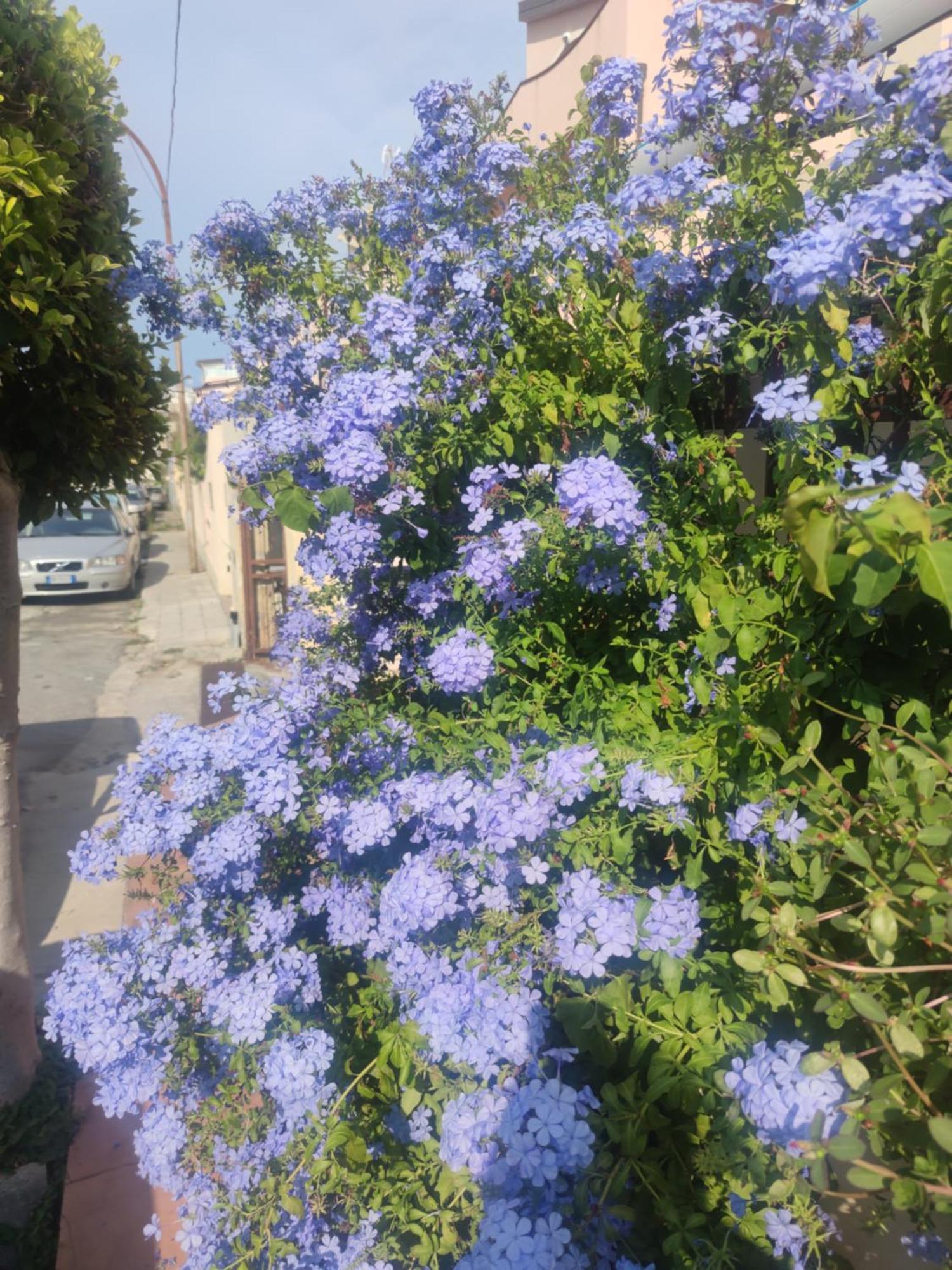 My Little House - Appartamento Con Patio E Parcheggio Privato A 5 Minuti Dalla Spiaggia E Dal Centro Tropea Exteriör bild