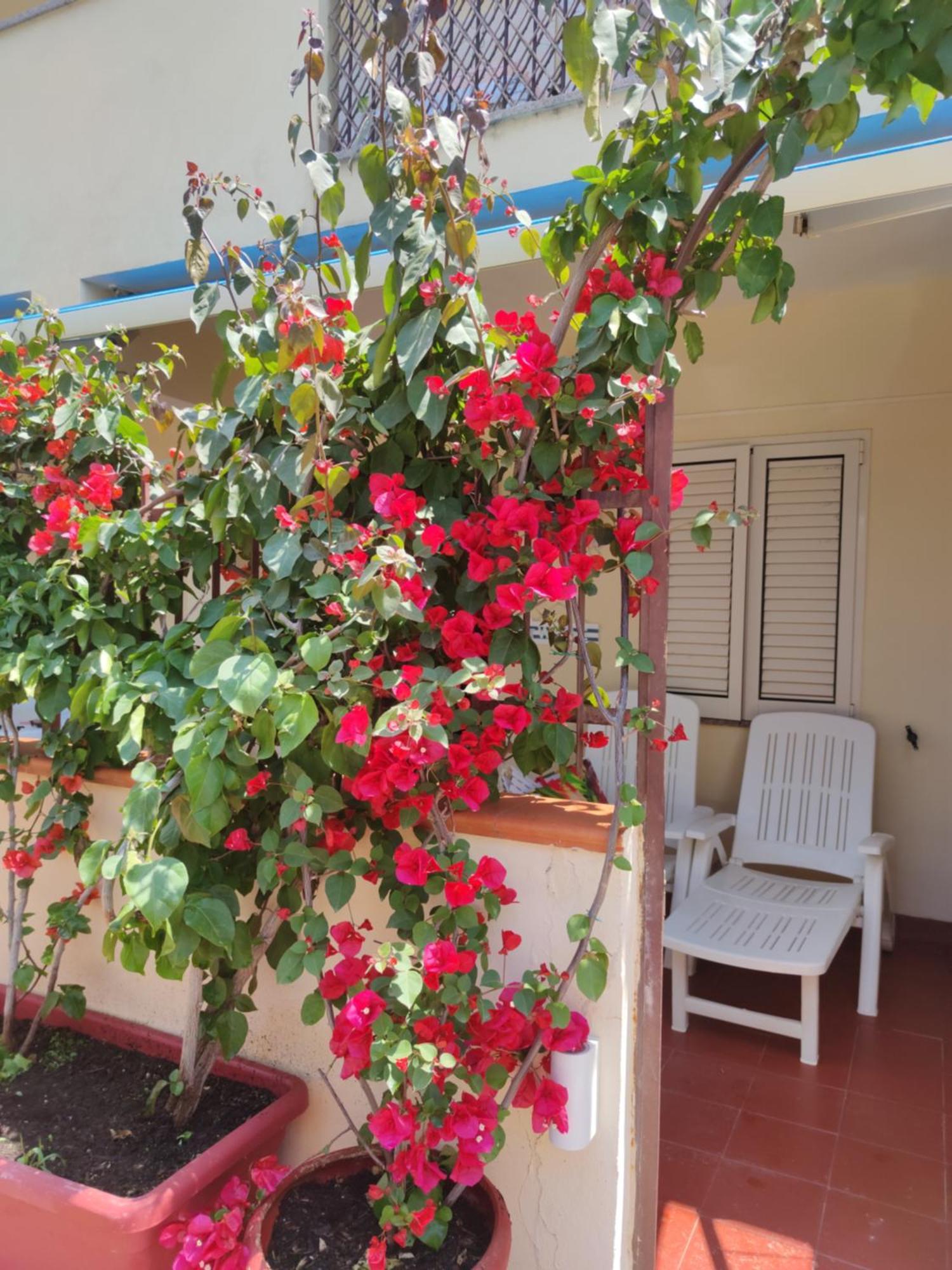 My Little House - Appartamento Con Patio E Parcheggio Privato A 5 Minuti Dalla Spiaggia E Dal Centro Tropea Exteriör bild